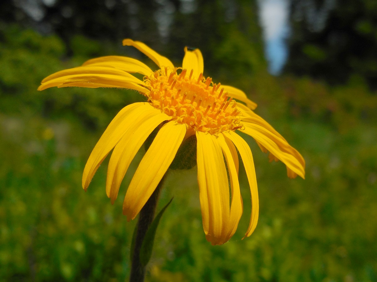 Arnica montana, Mountain Arnica